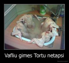 Vafliu gimes Tortu netapsi - 