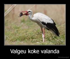 Valgeu koke valanda - 