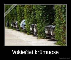 Vokiečiai krūmuose - 