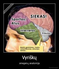 Vyriškų - smegenų anatomija