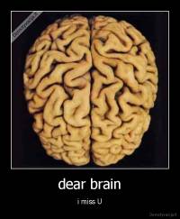 dear brain - i miss U