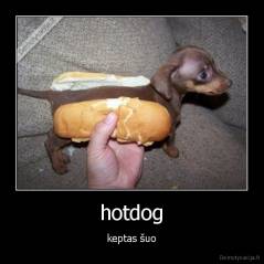 hotdog - keptas šuo