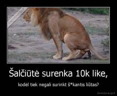 Šalčiūtė surenka 10k like, - kodėl tiek negali surinkt š*kantis liūtas?