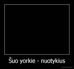 Šuo yorkie - nuotykius - 