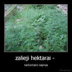 zalieji hektarai -  - narkomano sapnas