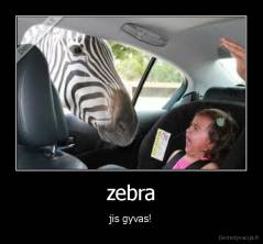 zebra - jis gyvas!