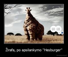 Žirafa, po apsilankymo ''Hesburger'' - 